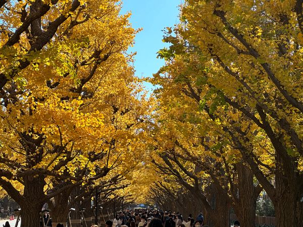日本・東京都「都内秋の散歩」の写真：神宮外苑いちょう並木