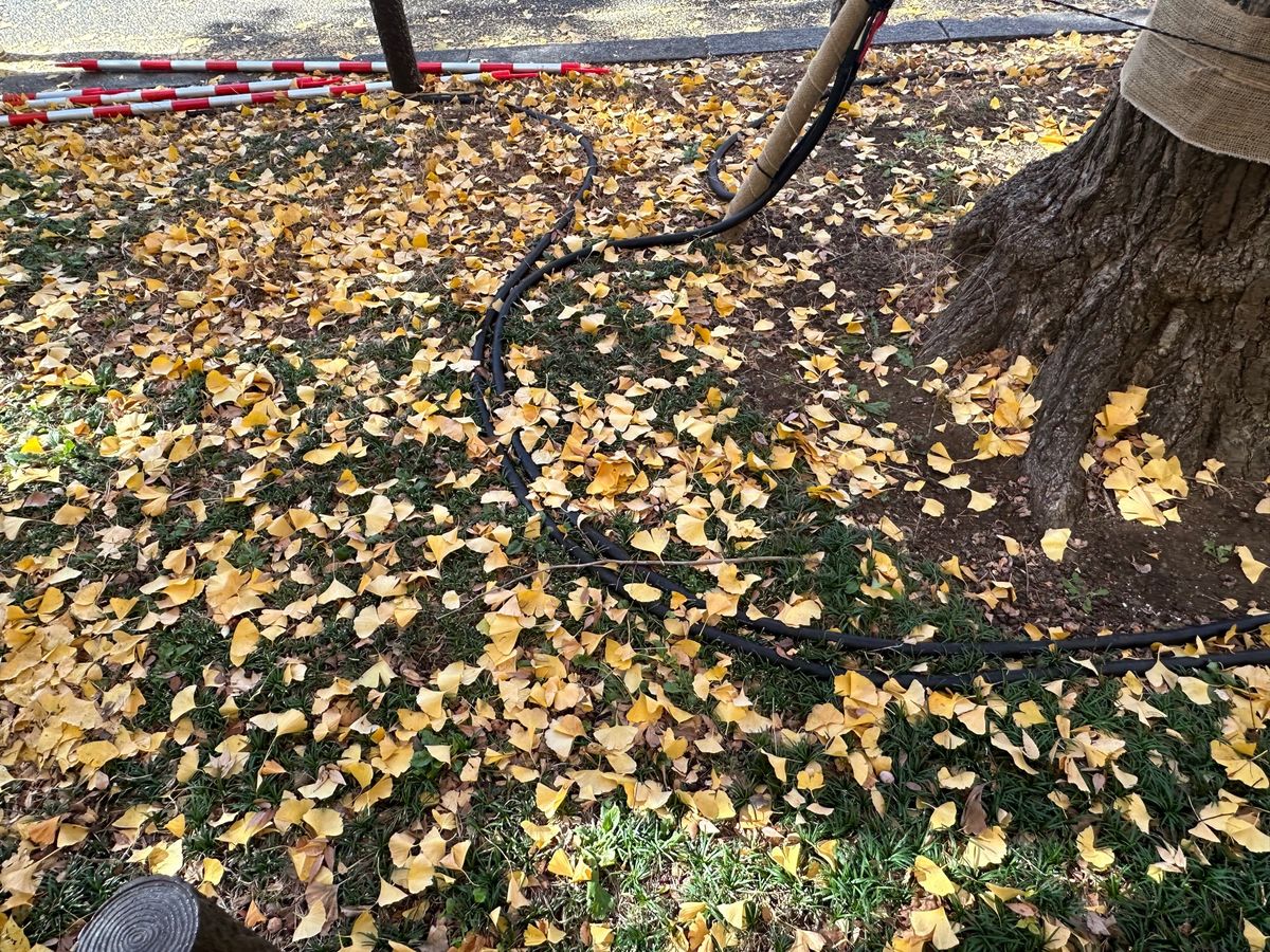 神宮外苑いちょう並木