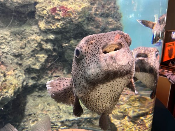 日本・山口県「(2023.10)山口旅行」の写真