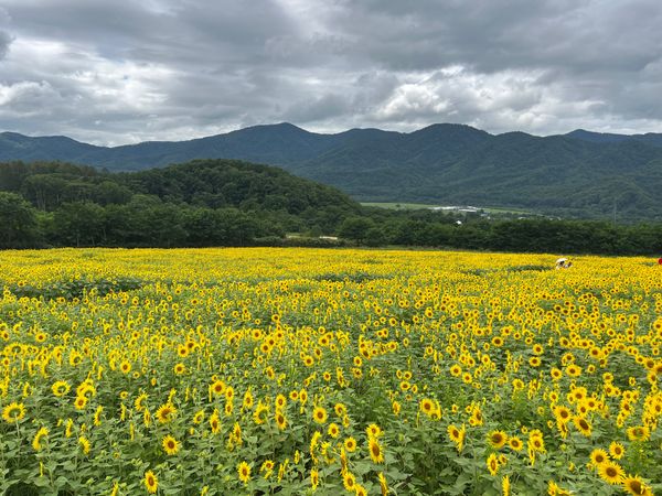 日本・北海道「(2023.8)北海道旅行」の写真