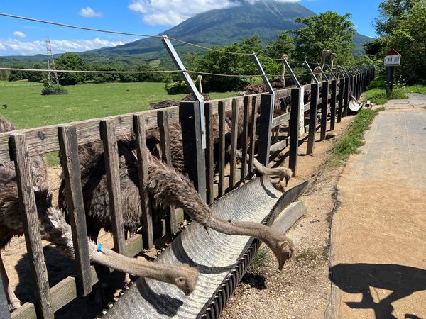 日本・北海道「(2023.8)北海道旅行」の写真