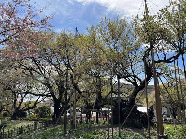 日本・山梨県「(2023.4)八ヶ岳旅行」の写真