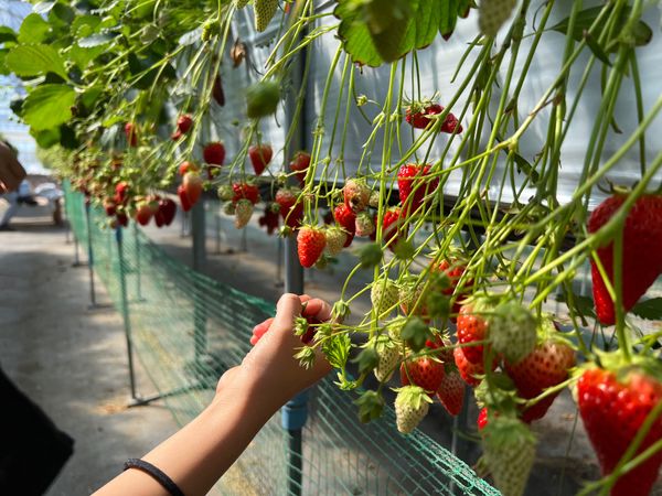 日本・山梨県「(2023.4)八ヶ岳旅行」の写真