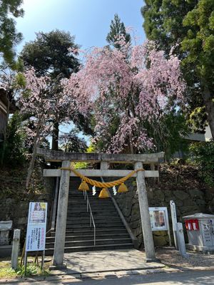 秋田県秋田市
●太平山三吉神社の桜と鳥居
●太平山三吉神社の表鳥居
●太平...