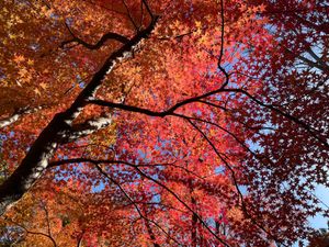 浜松城の後は浜松城公園へ。予想以上に紅葉が美しい場所でした。今年は紅葉が遅...