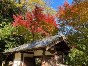 こちらも浜松城公園の紅葉