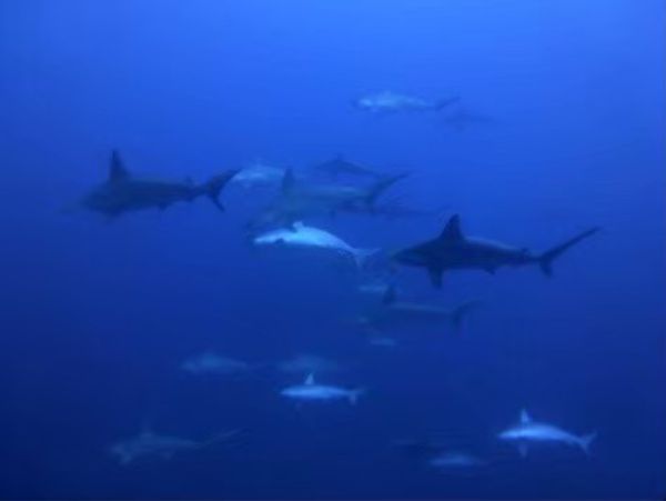 日本・沖縄県「与那国🇯🇵」の写真