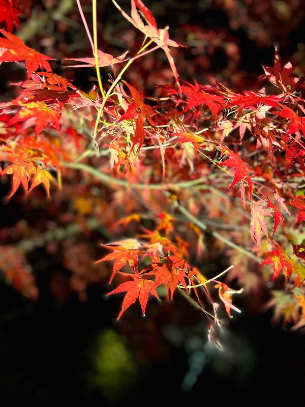 日本・宮城県「仙台」の写真