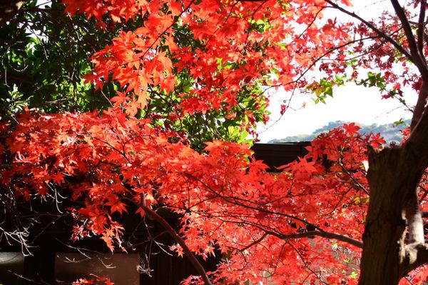 日本・大分県「大分」の写真