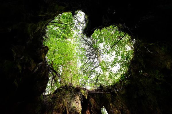 日本・鹿児島県「屋久島」の写真