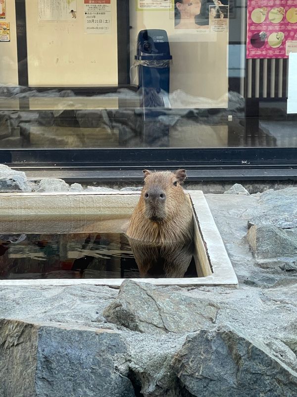 日本・北海道「紅葉と温泉を求めて…北海道」の写真