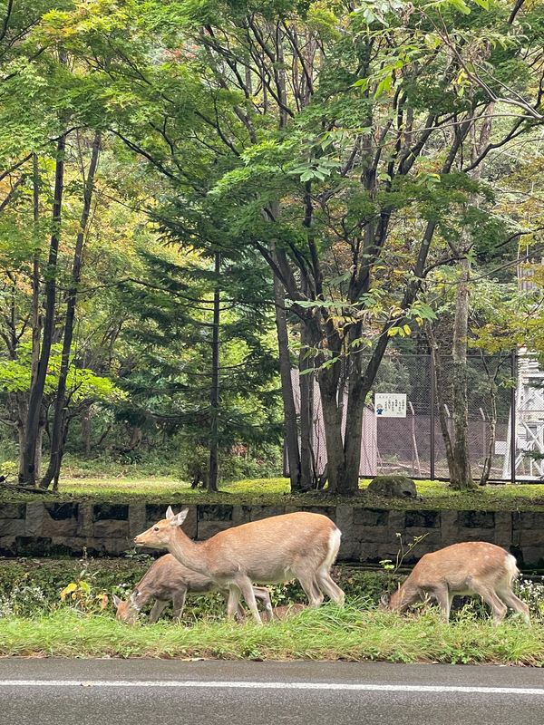 日本・北海道「紅葉と温泉を求めて…北海道」の写真