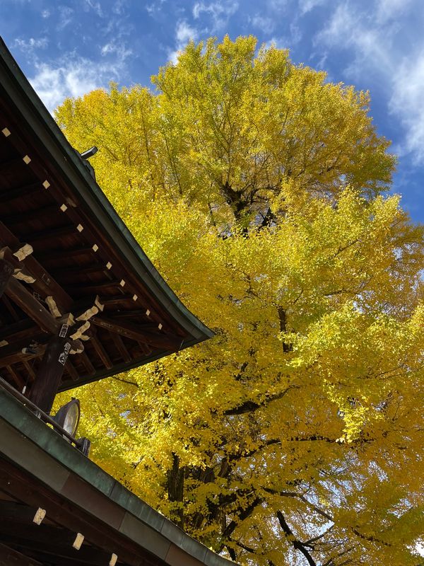 日本・岐阜県「高山」の写真