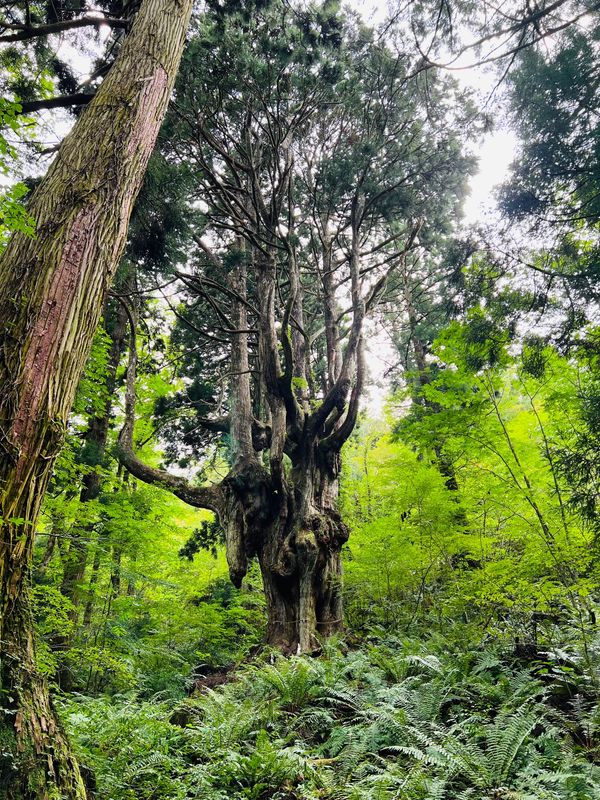 日本・島根県「隠岐島」の写真