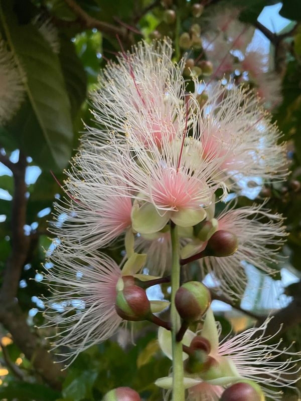 日本・沖縄県「O 石垣島　西表島　サガリバナ」の写真