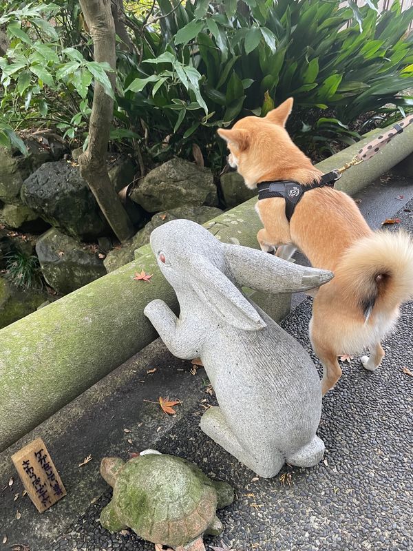 日本・鎌倉「鎌倉散歩」の写真