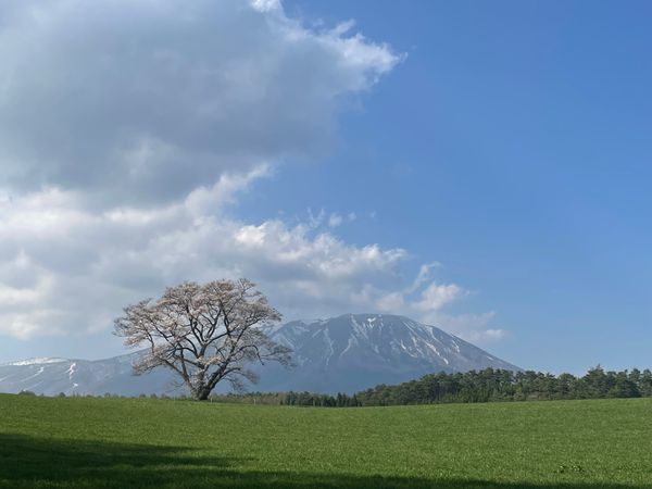 日本・青森県「N 東北桜巡り」の写真