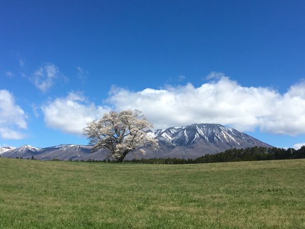 日本・岩手県「N  東北桜」の写真