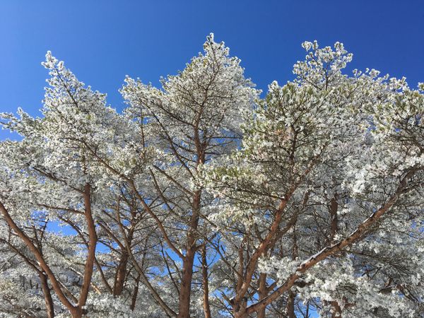 日本・鹿児島県「E 鹿児島」の写真