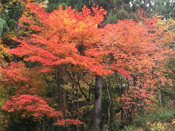 日本・岩手県「コロナ禍　東北」の写真