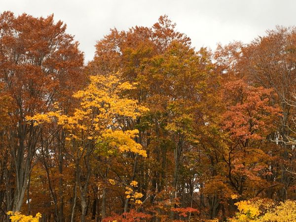 日本・北海道「コロナ禍　道南」の写真