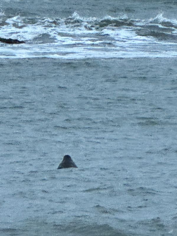 アイスランド・アイスランド「アイスランドで今度こそオーロラ！」の写真：Ytri Tunga イーツリー・タンガ...