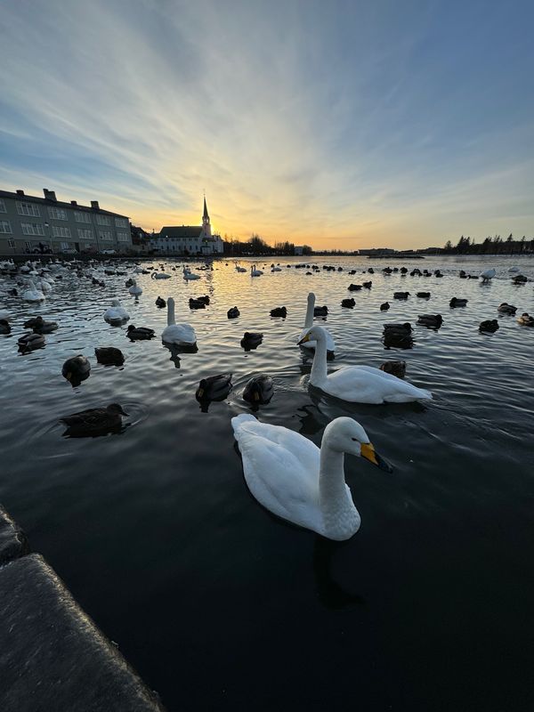アイスランド・アイスランド「アイスランドで今度こそオーロラ！」の写真：チョルトニン湖へ

ホットドッグ屋から少...