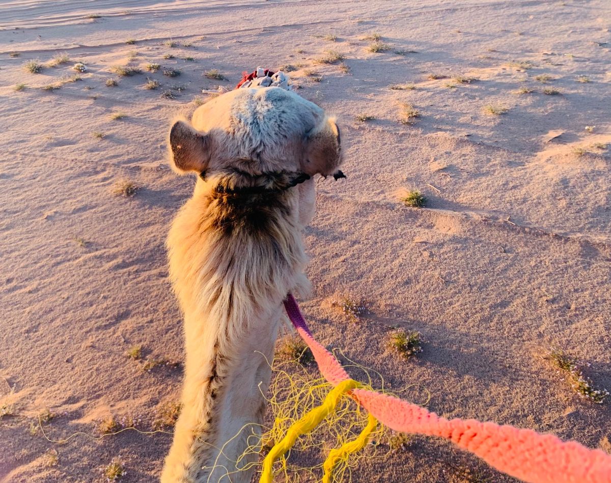 ヨルダンは思ってたよりもとても都会でした。中東スイーツもご飯も美味しくて、...