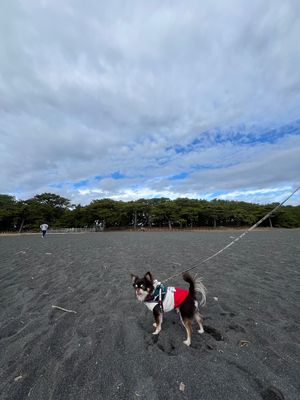 三保松原〜土肥泊〜掛川

静岡ドライブプラン　ETC割を使って静岡県を旅し...