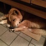 小川 奈巳の旅行プロフィール