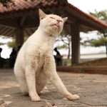 まえだたくみの旅行プロフィール