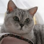 gourmetgreenの旅行プロフィール