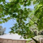 またたびの旅行プロフィール