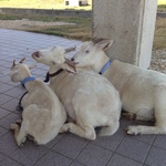 さぶの旅行プロフィール