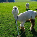 aiaiの旅行プロフィール