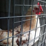 Hongmei163の旅行プロフィール