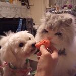 脇 香苗の旅行プロフィール