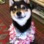 かおりんごの旅行プロフィール