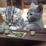 じょの旅行プロフィール