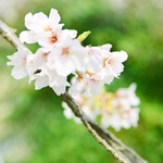 桜チップの旅行プロフィール