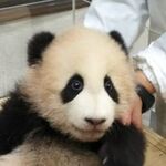 向井 聡恵の旅行プロフィール