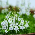 macs_ninoの旅行プロフィール