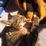 岡部 敬太の旅行プロフィール