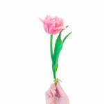 たぴの旅行プロフィール