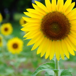 aoiの旅行プロフィール