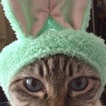 もももの旅行プロフィール