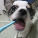 てんまの旅行プロフィール