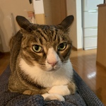 ri_to_sakuraの旅行プロフィール