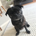 ゆうゆの旅行プロフィール