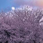 リュウセイの旅行プロフィール